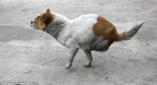 عکس: سگ دو پا 4 قلو زایید!