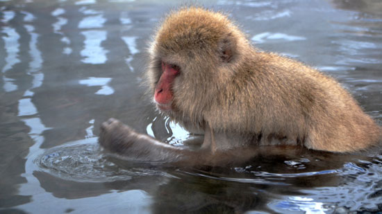 میمون‌های ماکاک در آب های گرم +عکس