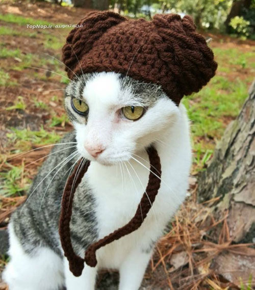 کلاه های بافتنی زیبا و خلاقانه برای گربه ها