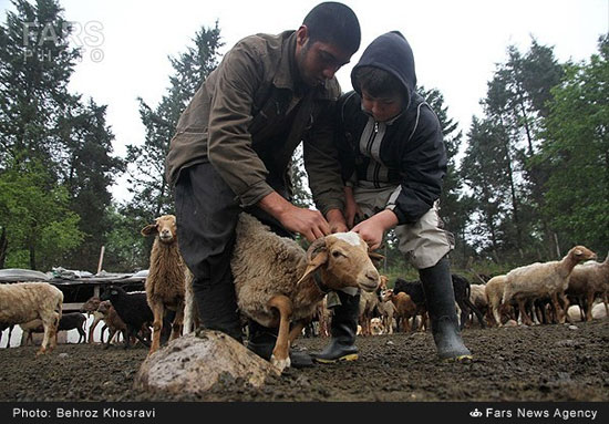 عکس: کوچ دام‌ها از شالیزارها به کوهستان