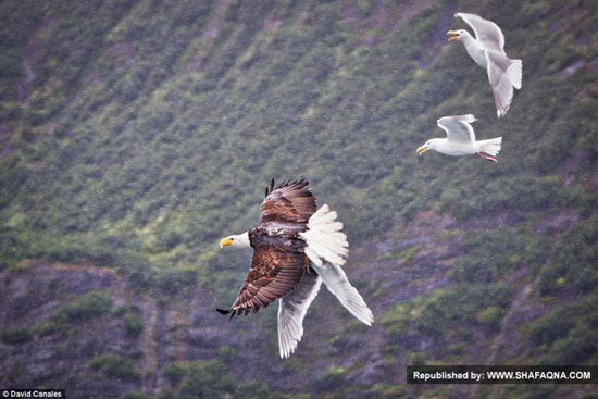 عکس: جدال عقاب و مرغان دریایی با یک برنده