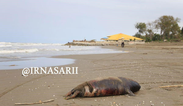 لاشه یک قلاده «فک خزری» در ساحل «سرخرود»