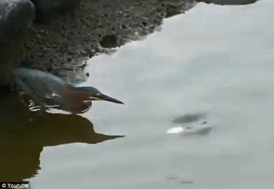 فیلم: ماهی گیری یک پرنده به سبک انسان
