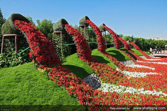 بزرگترین باغ گل جهان در دوبی +عکس