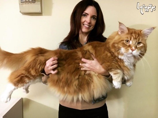 بلندترین گربه جهان