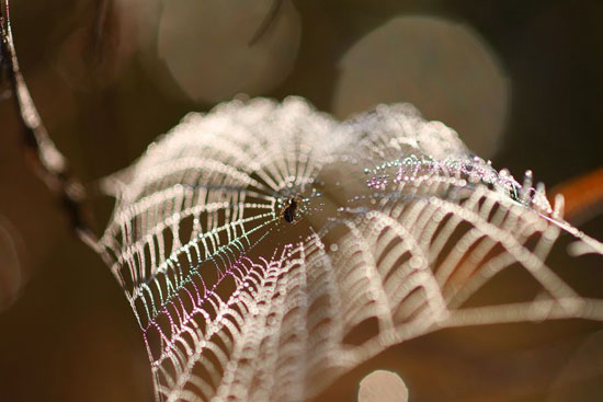 عکس: جهان ماکروی جادویی حشرات