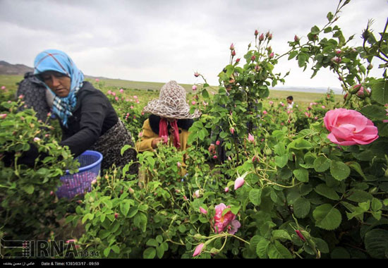 عکس: برداشت گل محمدی