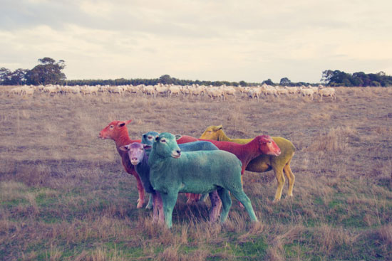 گوسفند‌های آب‌ نبات رنگی! +عکس