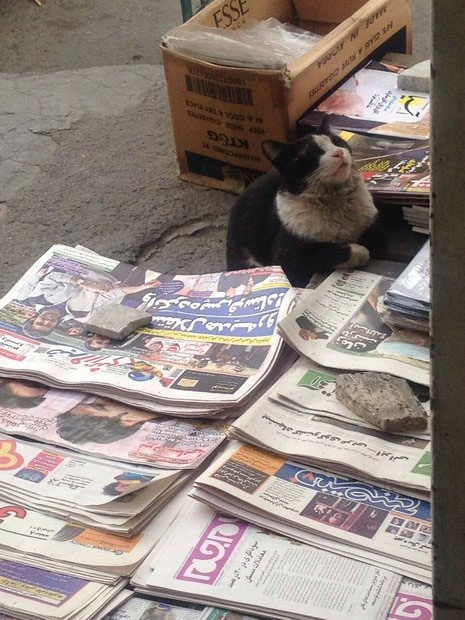 گربه روزنامه‌خوان خیابانهای تهران! +عکس