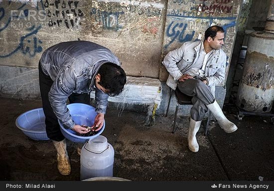 عکس: مراقب باشید؛ می‌میرند