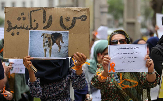 عکس: تجمع اعتراضی به سگ‌ کشی با اسید