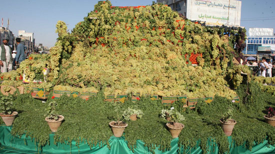 عکس: نمایشگاه انگور در هرات