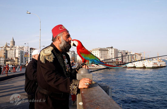 طوطی مشهورِ استانبول