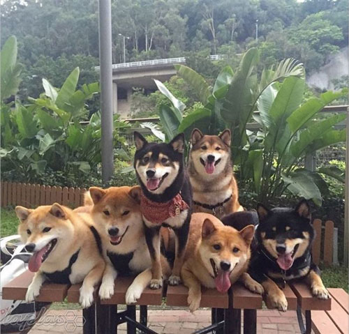 یک خانواده شاد سگی! +عکس