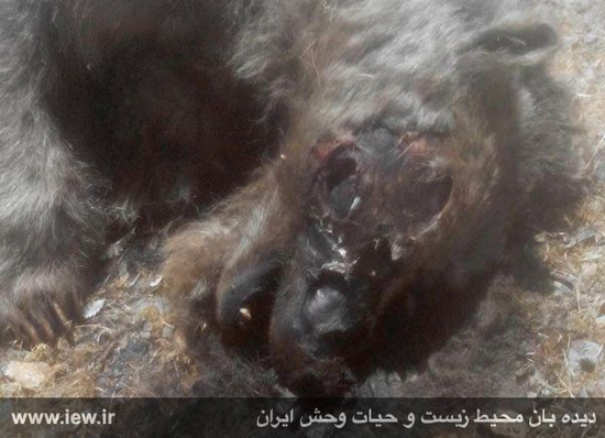 کشته شدن خرس قهوه‌ای در پادنای سمیرم