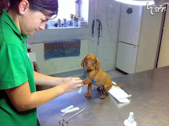 مزایای کار در بیمارستان حیوانات! +عکس