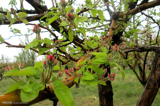 عکس: شکوفه‌های سیب در استان اصفهان