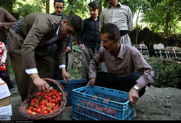 جشنواره توت فرنگی در «شیان»