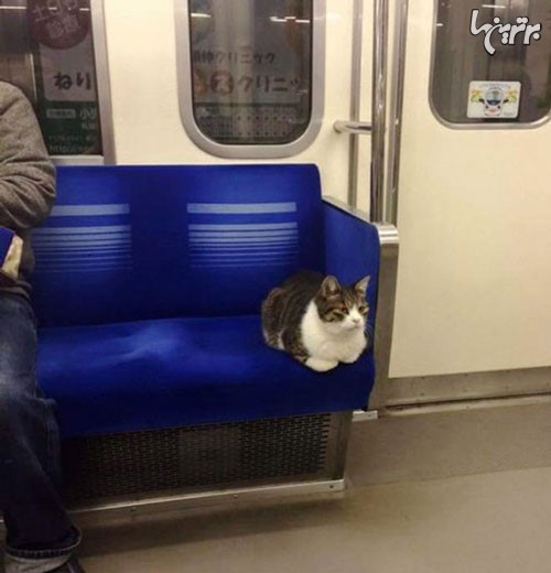 مسافر عجیب و غریب متروی توکیو! +عکس