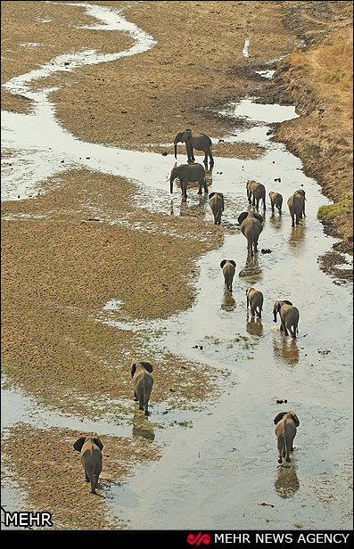 کوچ فصلی فیل ها +عکس