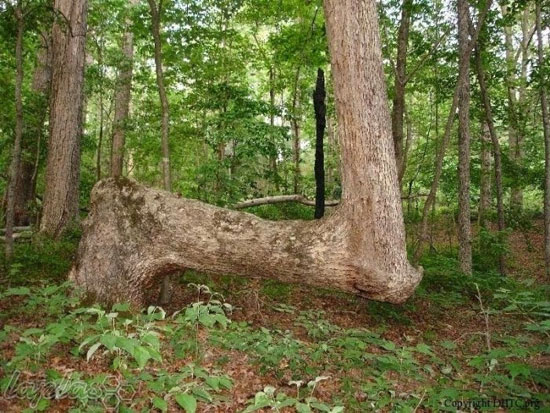 درختان عجیبی که فقط در آمریکا می‌بینید!