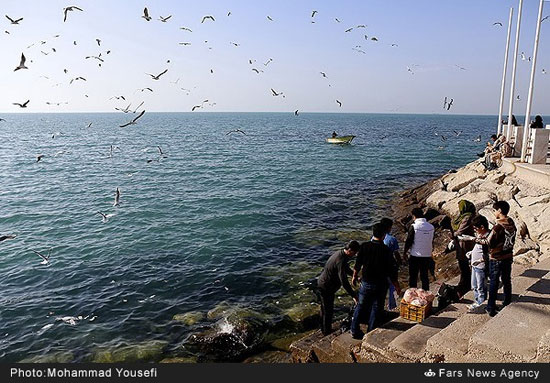 مرغان دریایی ساحل بوشهر