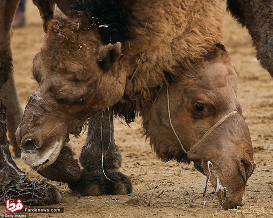 عجیب‌ترین مسابقه با حضور شترهای کشتی‌گیر!