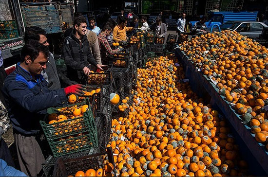 عکس: فاسد شدن پرتقال های شب عید