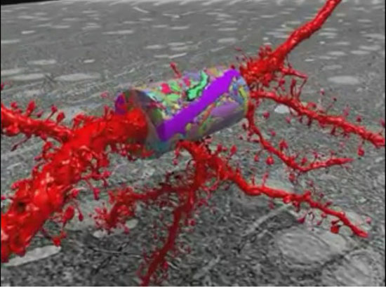 تصاویر نانو از درون مغز