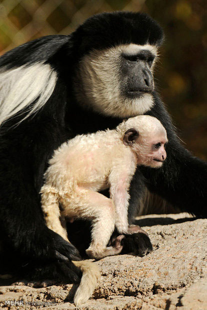 حیوانات تازه متولد شده باغ وحش دنور