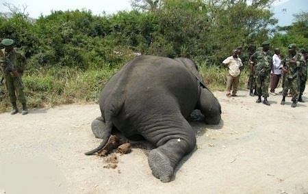 کشتار بیرحمانه فیل ها در زیمباوه +عکس
