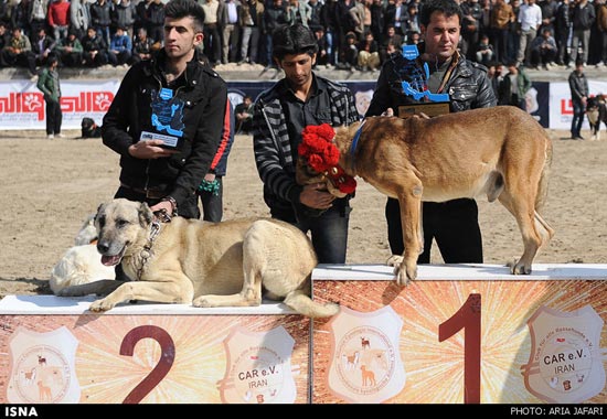 عکس: مسابقه بهترین سگ نگهبان در اصفهان