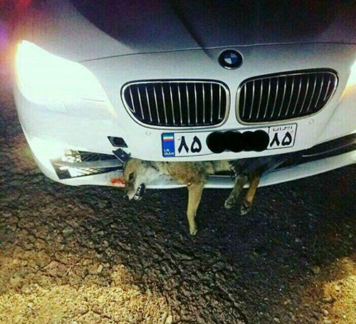 تصادف وحشتناک «BMW» با روباه!