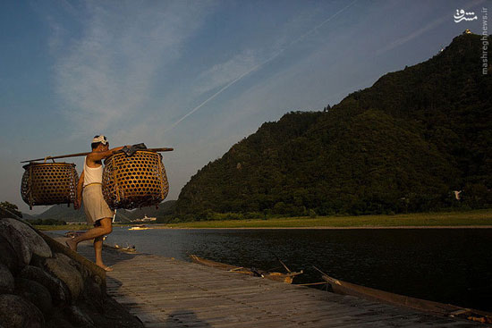 روش عجیب ماهیگیران سلطنتی ژاپن +عکس