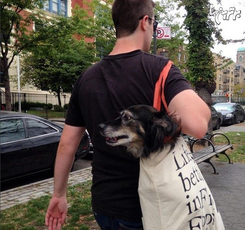 واکنش مردم به ممنوعیت ورود سگ به متروهای نیویورک
