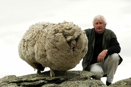 معروف‌ ترین گوسفند جهان +‌عکس