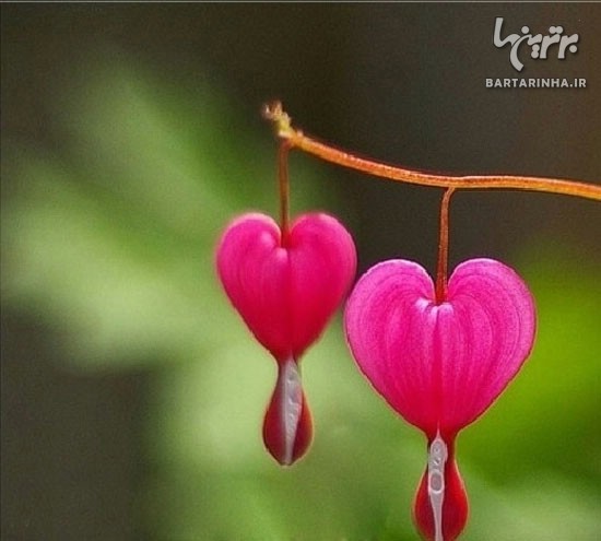 تصاویری از گل هایی زیبا به شکل قلب