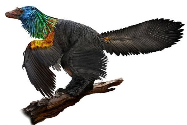 کشف فسیل دایناسوری با پرهای رنگارنگ در چین
