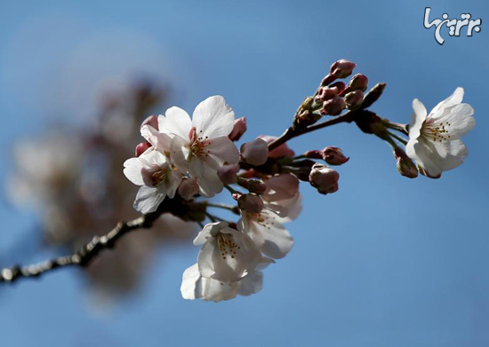 تصاویر زیبا از شکوفه های گیلاس در ژاپن