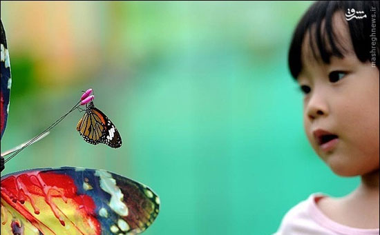 عکس: جشنواره پروانه ها در چین