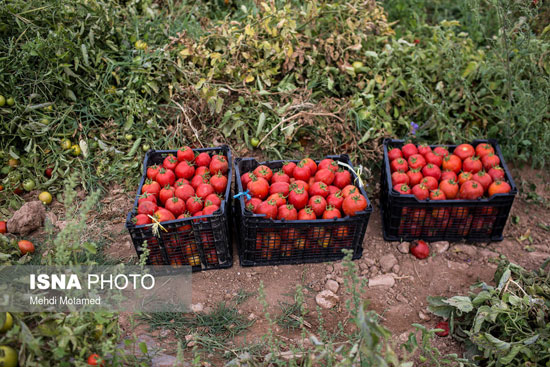 برداشت گوجه‌فرنگی در استان قزوین