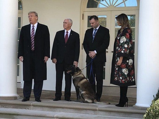 تجلیل ترامپ از سگی که بغدادی را به دام انداخت