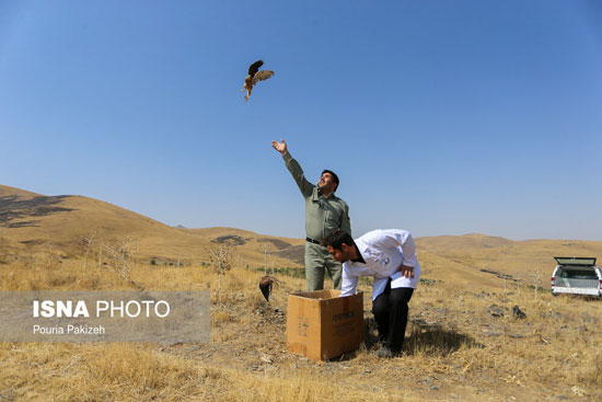 رهاسازی ۶۰ پرنده شکاری در طبیعت همدان