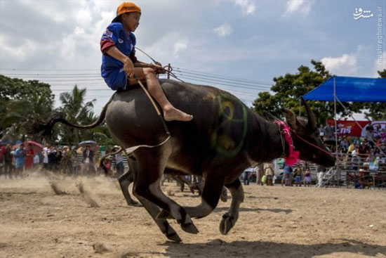 مسابقات بوفالو سواری در تایلند +عکس