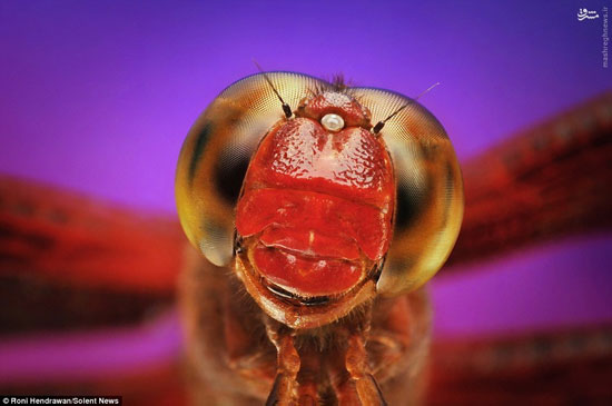تصاویری ماکرو از چشم مرکب حشرات