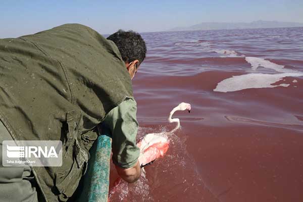 نجات فلامینگو‌های گرفتار در دریاچه ارومیه