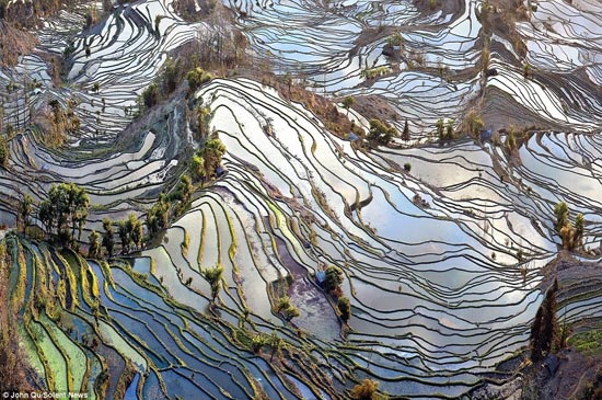 تصاویری زیبا از شالیزارهای 1300 ساله برنج