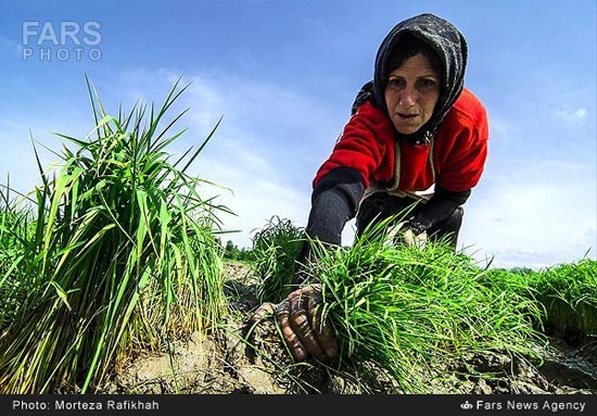 عکس: بانوان شالیکار گیلک