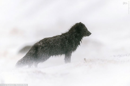روباه سیاه قطبی دیده اید؟ +عکس