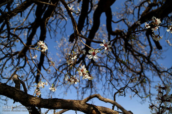 عکس: شکوفه های بهاری